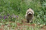CAIRN TERRIER 567